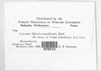Melampsora abietis-canadensis image
